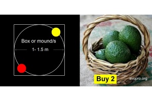 2-avocado-trees_planting-guide_avopro