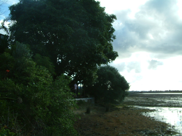 Huge avocado tree AKL estuary