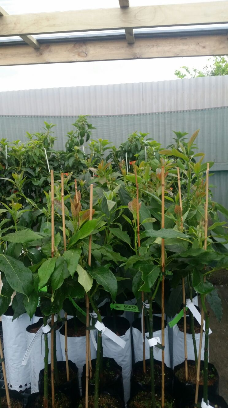 avopro new avocado nursery