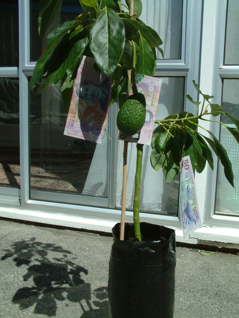 avopro dwarf tree in a bag