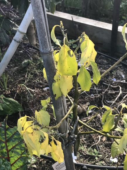 avocado trees failing