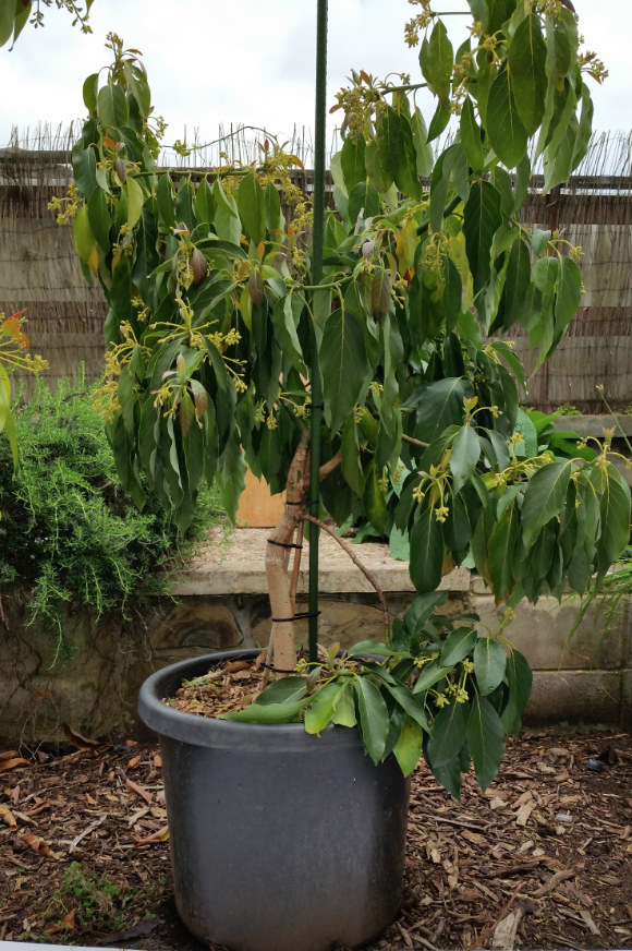 avopro avocado tree in a pot AKL