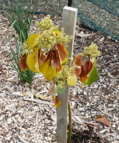 sick avocado tree saved by avopro