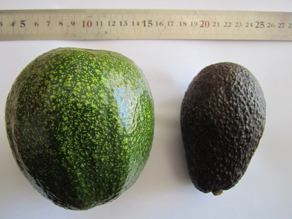 avopro abe hass avocados