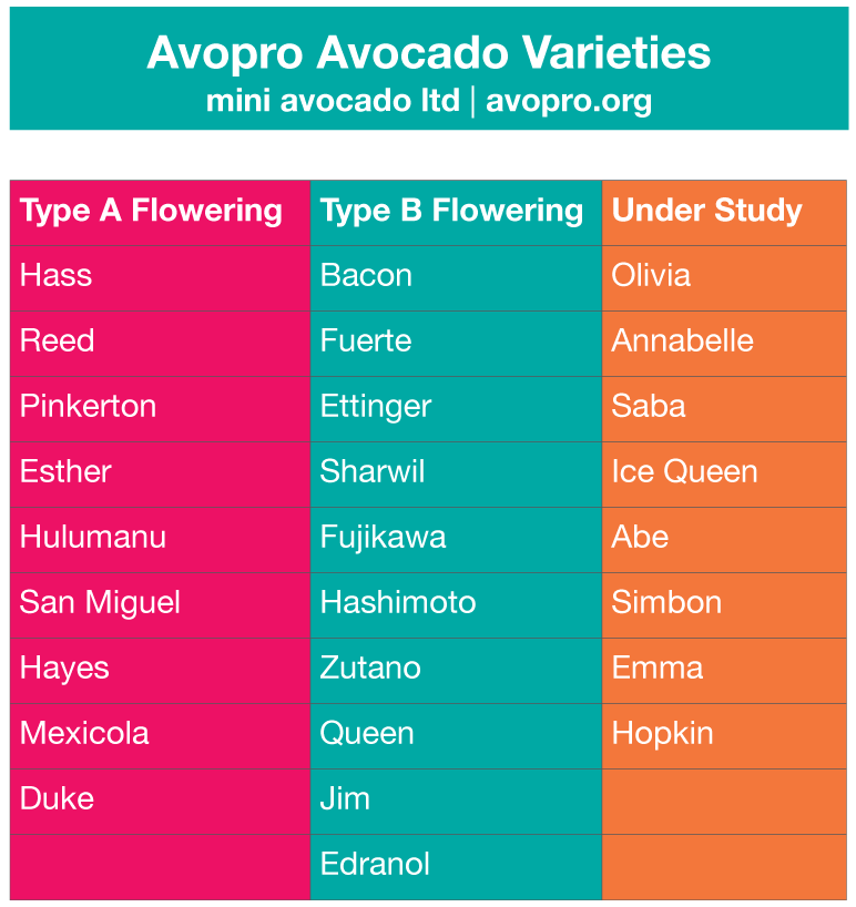 avopro avocado varieties