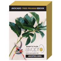 avopro-avocado-tree-pruning