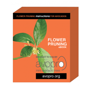 avopro-avocado-flower-pruning